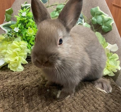 【2025.1/5撮影】人気なチョコレートカラーさん♪