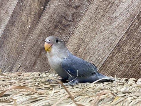 ちょっぴり珍しい綺麗なカラーです🎵