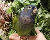 インコ系成鳥その他