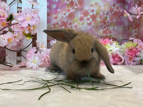 牧草食べたよ🌿