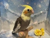 オカメインコ ヒナ(色変わり)