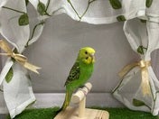 セキセイインコ ヒナ