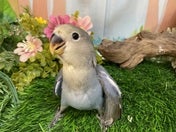 コザクラインコ ヒナ(色変わり)