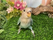 コザクラインコ ヒナ(色変わり)