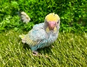 セキセイインコ ヒナ