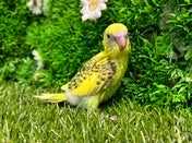 セキセイインコ ヒナ