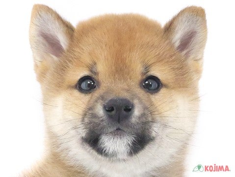 千葉県の豆柴 (コジマウエルケアセンター/2024年11月10日生まれ/男の子/赤)の子犬