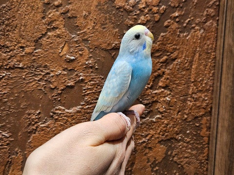 是非見に来てください✨