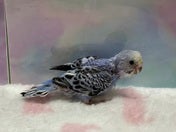 セキセイインコ ヒナ