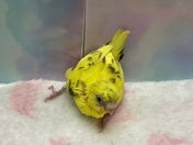 セキセイインコ ヒナ