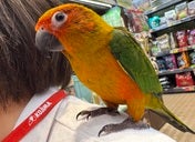 コガネメキシコインコ ヒナ