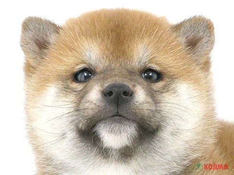 茨城県の柴犬(標準サイズ) (コジマイーアスつくば店/2024年11月7日生まれ/女の子/赤)の子犬