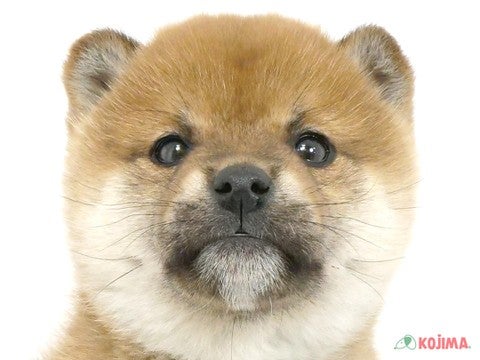 東京都の柴犬(標準サイズ) (コジマ府中店/2024年11月3日生まれ/女の子/赤)の子犬