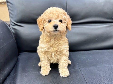 1/11撮影🐶くるくるカールヘアーがかわいい男の子✨