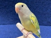 コザクラインコ ヒナ(色変わり)