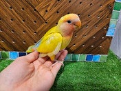 コザクラインコ ヒナ(色変わり)