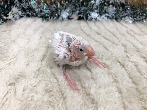 【1月11日撮影】大人気の白文鳥さんがやってきました♪