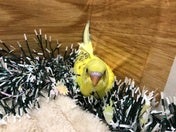 セキセイインコ ヒナ