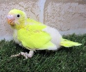 セキセイインコ ヒナ