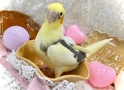 オカメインコ ヒナ(色変わり)