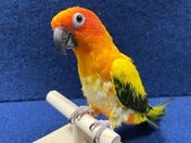 コガネメキシコインコ