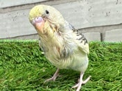 セキセイインコ ヒナ