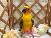 コガネメキシコインコ