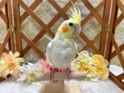 オカメインコ ヒナ(シロ)