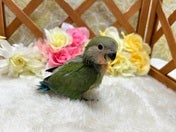 コザクラインコ ヒナ(ノーマル)