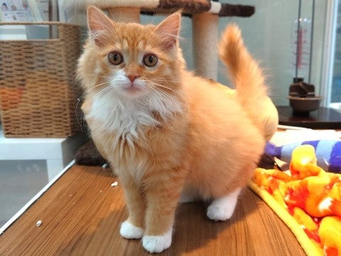 【2025/1/14撮影】甘えることが大好きな犬のようなネコちゃんです😻