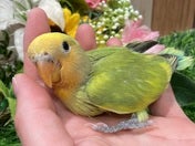 コザクラインコ ヒナ (色変わり)