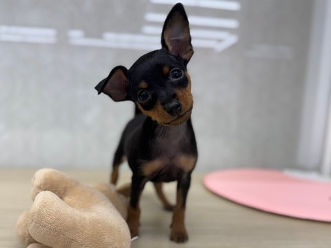 音に反応し不思議そうにしていました🐾❣️（2025.1/15撮影📸）