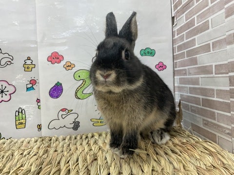 所々グレーのポイントカラーが入ってます🐰💕