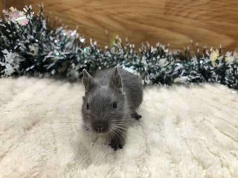 【1月17日撮影】とっても食いしん坊な子です🍴