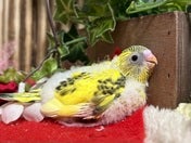 セキセイインコ ヒナ