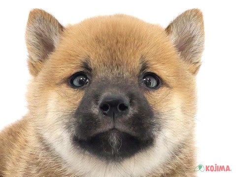 東京都の柴犬(標準サイズ) (コジマ八王子店/2024年11月18日生まれ/男の子/赤)の子犬