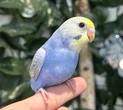 セキセイインコ ヒナ