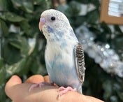 セキセイインコ ヒナ