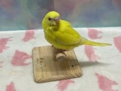 セキセイインコ ヒナ