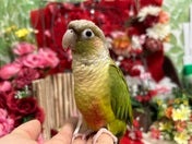 ホオミドリアカオウロコインコ ヒナ