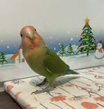 コザクラインコ ヒナ (ノーマル)