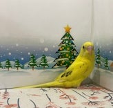 セキセイインコ ヒナ