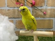 セキセイインコ ヒナ