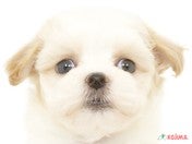 ハーフ犬（マルプー）