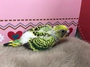 セキセイインコ ヒナ