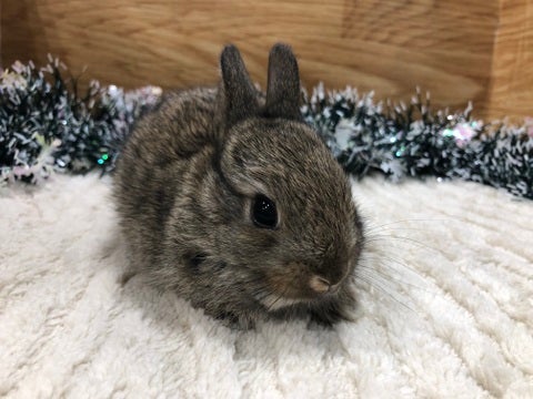 【1月24日撮影】牧草入れの寝床が大好き♡