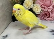 セキセイインコ ヒナ