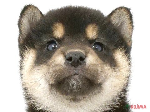 東京都の柴犬(標準サイズ) (コジマ府中店/2024年11月23日生まれ/男の子/黒)の子犬