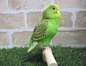 セキセイインコ ヒナ