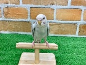 セキセイインコ ヒナ